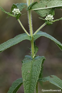 Plant form
